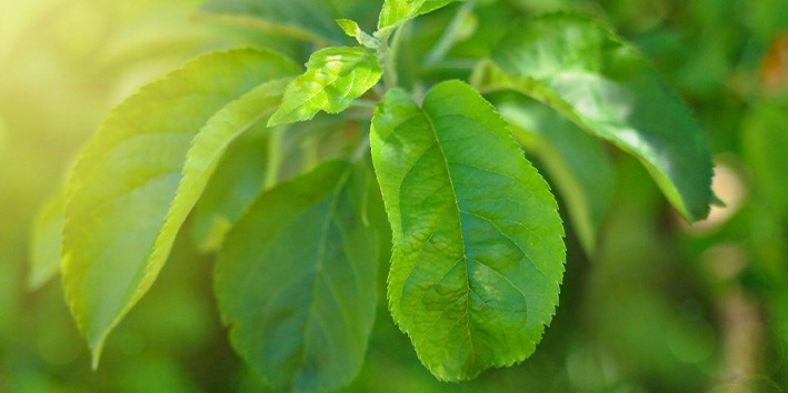 Cha verde cha branco cha preto origem nome cientifico china india japao